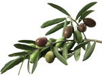 moulin huile olive baussy - olive de nice spéracedes